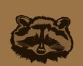 Portrait of raccoon