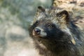 Portrait of raccoon dog hypnotizing visitors