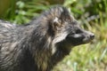 Portrait of raccoon dog Royalty Free Stock Photo