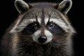 Portrait of a Raccoon (Procyon lotor)
