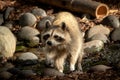 A portrait of a raccoon running around on the ground in the dirt between the rocks after passing a small creek Royalty Free Stock Photo