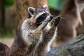 Portrait of Raccoon standing on hind legs