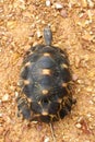 Portrait of radiated tortoise