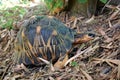 Portrait of radiated tortoise,The radiated tortoise from Madagascar