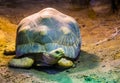 Portrait of a radiated tortoise, tropical turtle specie from Madagascar, Critically endangered animal species Royalty Free Stock Photo