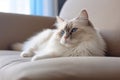 Portrait of a ragdoll cat lying on sofa Royalty Free Stock Photo