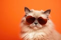 Portrait Ragdoll Cat With Sunglasses Orange Background