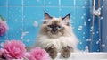 Portrait of a Ragdoll cat taking a bath Royalty Free Stock Photo