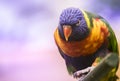 Portrait of a Rainbow lorikeet on a perch Royalty Free Stock Photo