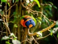 Portrait of a rainbow lorikeet Trichoglossus moluccanus perched on a branch with blurred background Royalty Free Stock Photo