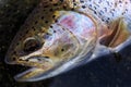 Portrait of rainbow trout Royalty Free Stock Photo