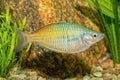 Portrait of rainbowfish (Melanotaenia boesemani) in aquarium