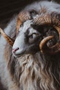 Portrait of a ram ,furry tur with curved big horns. Royalty Free Stock Photo