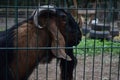 Portrait of a ram ,furry tur with curved big horns Royalty Free Stock Photo