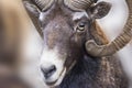 Portrait of a ram. Goat eyes with horns