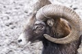 Portrait of a ram. Goat eyes with horns