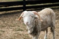 Portrait of a ram with large horns on a farm.