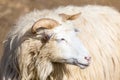 Ram or rammer, male of sheep Royalty Free Stock Photo