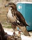 Portrait of a Raptor