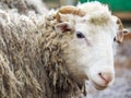 Portrait of a rare breed of sheep Poll dorset Royalty Free Stock Photo