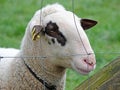 Portrait of a rare breed sheep