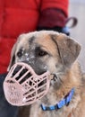 Portrait of a rare breed of dog - kangal - turkish shepherd anatolian shepherd