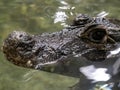 Portrait of a rare Chinese alligator, Alligator sinensis, who lives in China on the Jagtse River Royalty Free Stock Photo