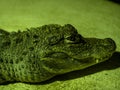 Portrait of a rare Chinese alligator, Alligator sinensis, who lives in China on the Jagtse River Royalty Free Stock Photo