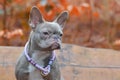 Portrait of rare colored lilac brindle female French Bulldog dog with grayish fur color and light amber eyes