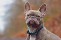 Portrait of rare diluted colored lilac brindle female French Bulldog dog with grayish fur color and light amber eyes