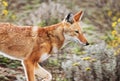 Portrait of a rare and endangered Ethiopian wolf