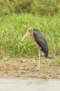 Portrait of Rare female Lesser adjutant stork