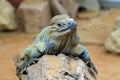 Portrait of a rare rhinoceros iguana Royalty Free Stock Photo