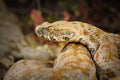 Portrait of rarest european venomous snake Royalty Free Stock Photo