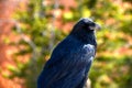 Portrait of a Raven at Bryce Canyon