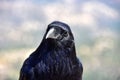 Portrait of a Raven with a blurred background