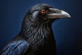 Portrait of a raven on a dark blue background, Close-up