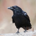 A portrait of a raven