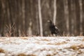 Portrait Raven, winter background, Black bird