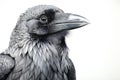 Portrait of a raven on a white background, Close-up