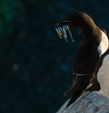 A portrait of a razorbill with fish in its mouth