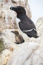 A portrait of a razorbill with newborn chick in beautiful light Royalty Free Stock Photo