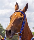 Portrait of akhalteke stallion