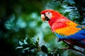 Portrait of red Ara macao, Scarlet Macaw, large colorful parrot, isolated on dark green blurred rainforest background. Royalty Free Stock Photo