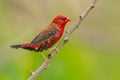 Portrait of Red Avadavat(Amandava amandava)