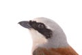 Portrait Red-backed Shrike isolated on white Royalty Free Stock Photo