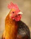 Portrait of a Red Bantam Serama Rooster Royalty Free Stock Photo