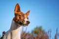Portrait of a red basenji against the blue sky. Basenji Kongo Terrier Dog