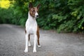 Portrait of a red basenji standing in a park not against a background of green trees in summer. Basenji Kongo Terrier Dog