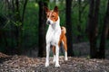 Portrait of a red basenji standing in a summer green forest. Basenji Kongo Terrier Dog